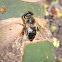 Drone Fly