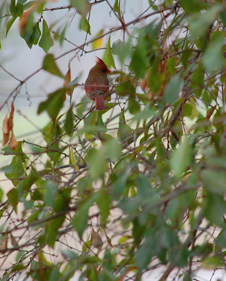 Spotting Image 1