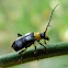Chrysomelid beetle