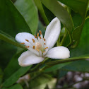Orange Blossom
