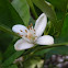 Orange Blossom