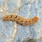 Oak Eggar caterpillar