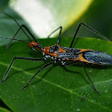 Assassin Bug