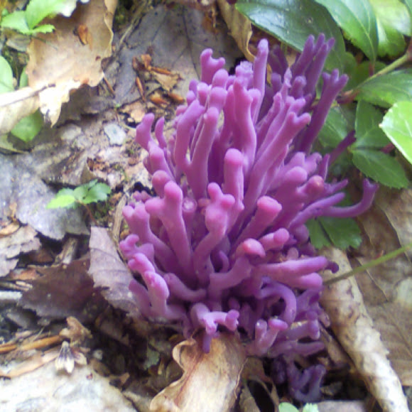 Spotting Image 1
