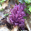 Purple coral fungus