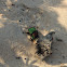 Rainbow Scarab