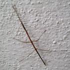 Walking stick