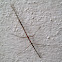 Walking stick
