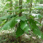 Big-leaf magnolia