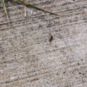 Black Garden Ant