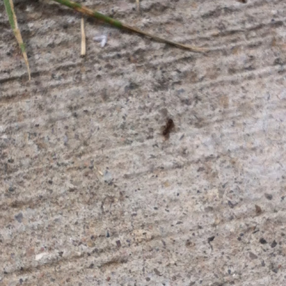 Spotting Image 1