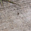 Black Garden Ant