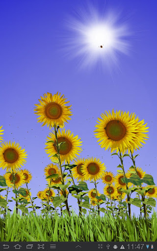 Sunflowers Free Live Wallaper