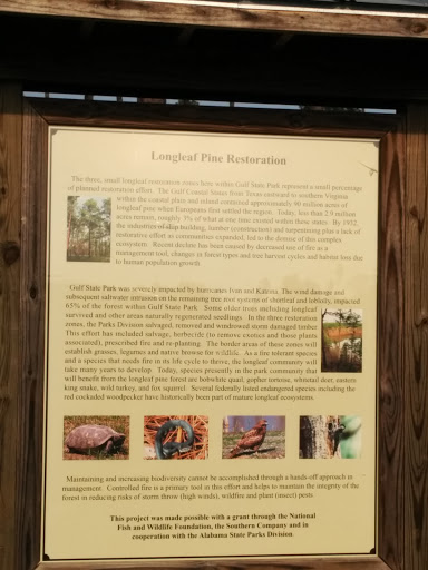 Long Leaf Pine Restoration
