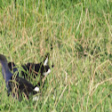 Pukeko