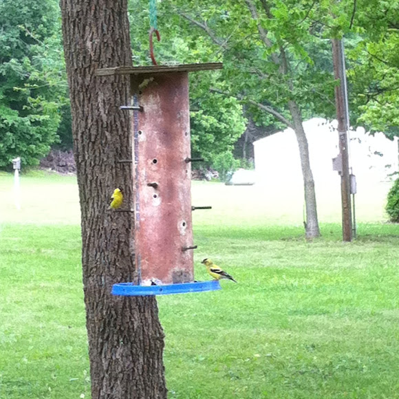 Spotting Image 1