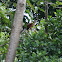 Hoatzin