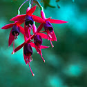 Brincos de Princesa - Fuchsia