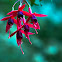 Brincos de Princesa - Fuchsia