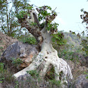 Large leaf Rock fig