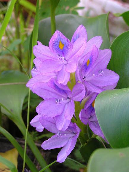 Spotting Image 1