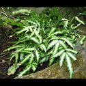 Cretan Brake Fern