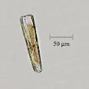 Tapered Diatom