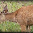 Wildlife in Grays harbor,Wa