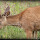 Wildlife in Grays harbor,Wa