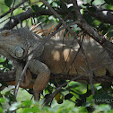 Green Iguana