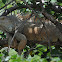 Green Iguana
