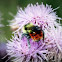 Bumble Bee