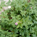 Herb Robert (άγριο γεράνι)