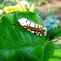 Arctiid moth