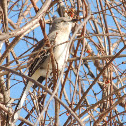 Northern Mockingbird