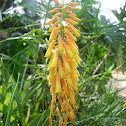Climbing Aloe
