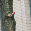 Red-bellied Woodpecker