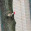 Red-bellied Woodpecker