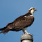 Osprey