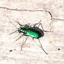 Six-spotted tiger beetle