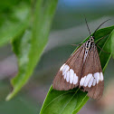 Magpie Moth