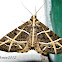 Tiger moth