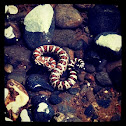 Great Basin Rattlesnake Baby