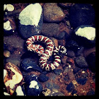 Great Basin Rattlesnake Baby