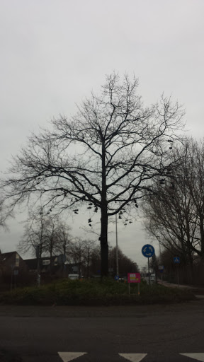 Shoe Tree Roundabout