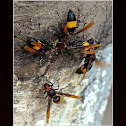 Greater banded hornet