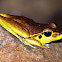 Stoney Creek Frog