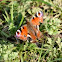 Peacock Butterfly