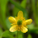 Snowpatch Buttercup