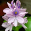 water hyacinth